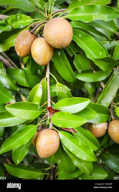 Group Of Sapodilla Fruits Hi Res Stock Photography And Images Alamy