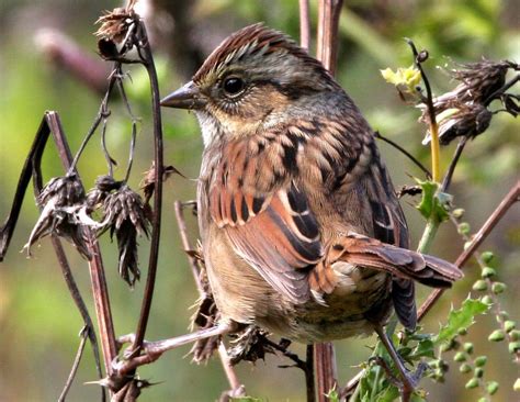 Swamp Sparrow Hatch Year Photo David Ruppert Photos At