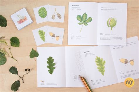 Kostenloser download unserer vorlagen bewerbungsdesigns mit mustertexten für verschiedene berufe Herbarium Deckblatt Vorlage Zum Ausdrucken