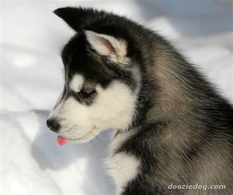 Maybe you would like to learn more about one of these? Cute Puppy Dogs: Siberian Husky Puppies