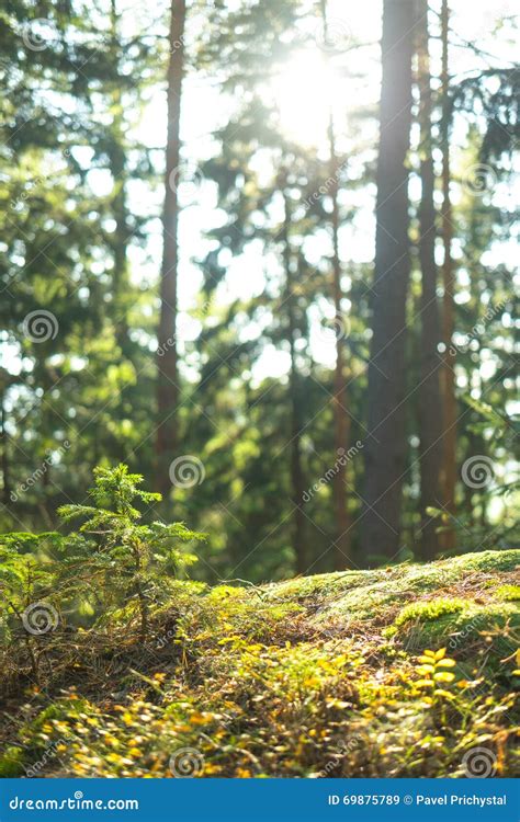 Calm Tranquil Forest Scene Stock Image Image Of Light 69875789