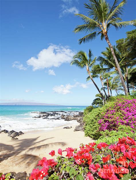 Paradise Hawaii Palm Tree Beach Photograph By Michael Swiet Pixels