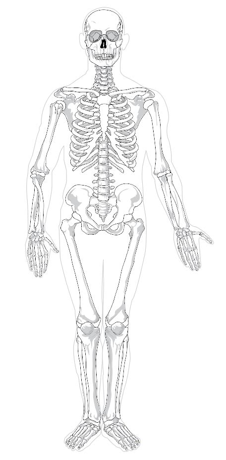 Skeleton Anterior Clip Art At Vector Clip Art Online