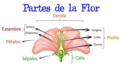 Partes De La Flor Y Sus Funciones F Cil Y R Pido Biolog A Youtube