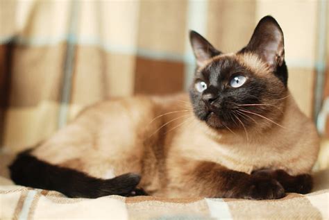 62 Best Siamese Cat Names Great Pet Care