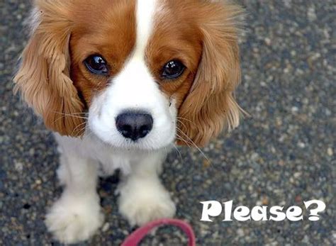 Images Of Cute Puppies Posts Tagged ‘begging Dog Aww