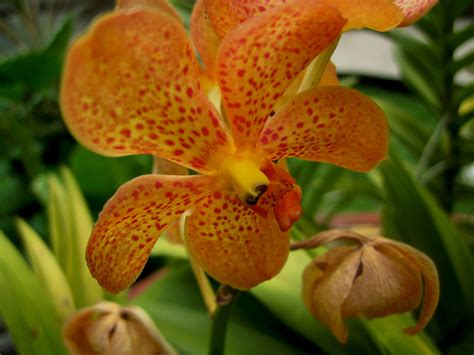Free Stock Photo Of Flower Orange Orchid