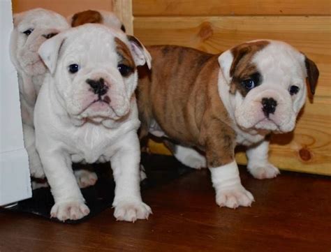 English Bulldog Puppies For Sale Us 51 Batesville Ms 278912