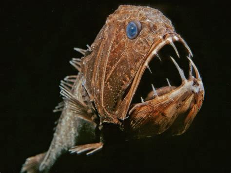 Weird Deep Sea Creatures 60 Images ~ Ttbts Rons World News