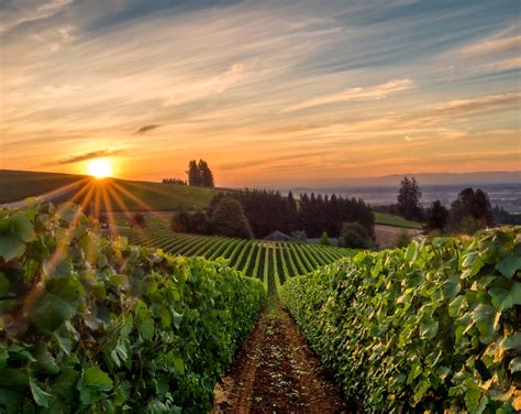 7 Best Mcminnville Oregon Wineries To Visit This Summer