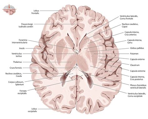 Смотреть что такое horizontalschnitt в других словарях: Gehirn (Anatomie) - eRef, Thieme