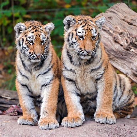 Tiger Tigers Photo 30651720 Fanpop