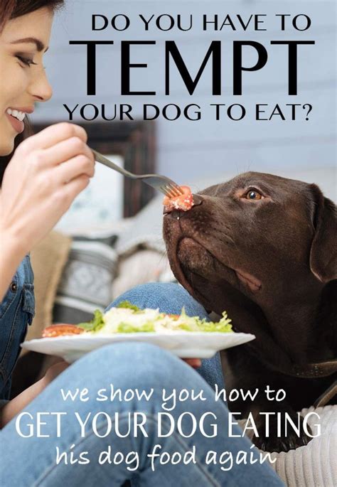 My Dog Wont Eat What To Do When Your Dog Is Off His Food My Dog