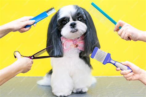 Premium Photo Dog In A Grooming Salon Haircut Comb Hairdryer Pet