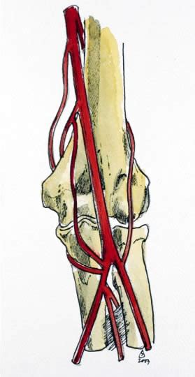 Vascular Anastomosis Around The Elbow Mr Donald Sammut Frcs Frcs