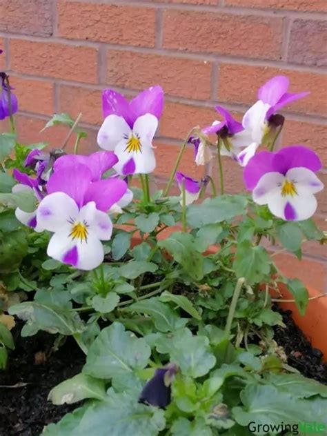 How To Grow And Care For Violas Viola Spp