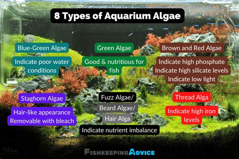 Aquarium Algae 101 Everything You Need To Know Fishkeeping Advice