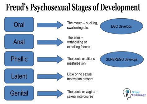 freud s stages of human development 5 psychosexual stages