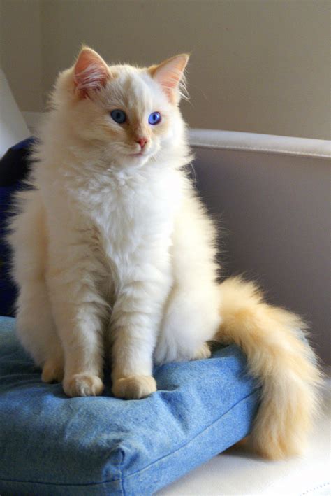Some people believe the breed descended from cats of the russian czars. Ragdoll | mijav