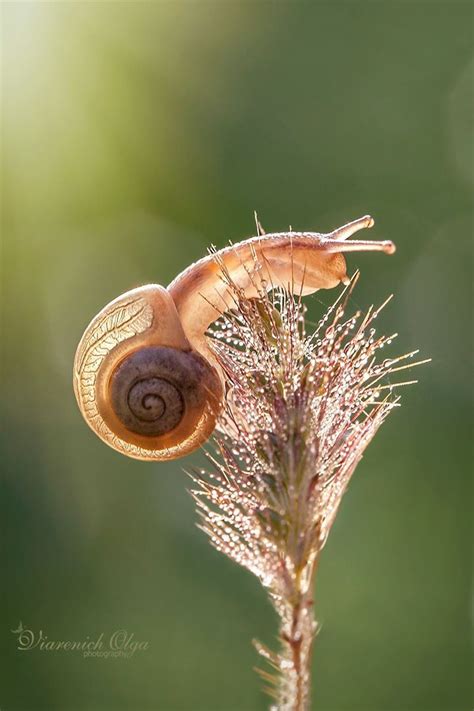 17 Best Images About Snails On Pinterest Macro