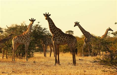 Giraffes Were Just Added To The List Of Species Facing The Threat Of
