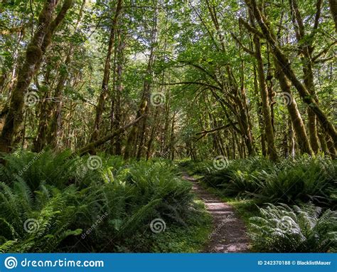 Footpath Through Lush Temperate Rainforest Olympic National Park Stock