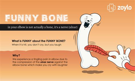 What Is Funny About The Funny Bone Bones Funny The Funny Ulnar