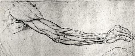 Leonardo Da Vinci The Anatomist Bridgeman Blog