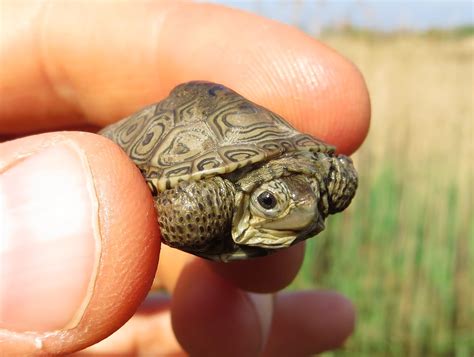 Nature On The Edge Of New York City Baby Terrapins First Days In New