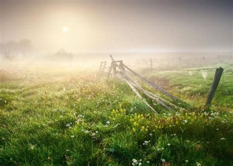 Foggy Morning Meadow Metal Poster Print Stunning Wallpapers