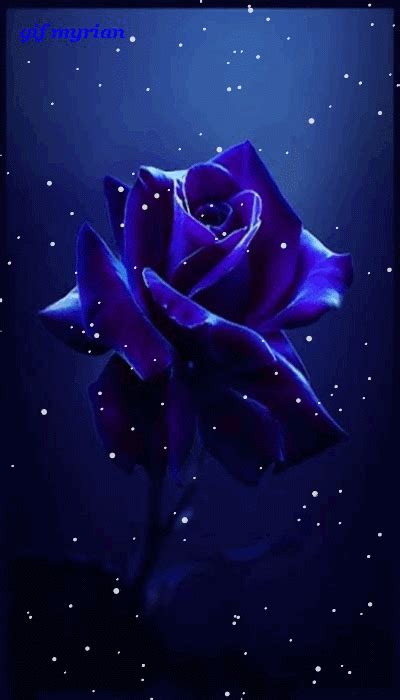 Rose new wallpaper flower image flower petals nature red. Pin by 🌹💙Midnight Blue💙🌹 on Romantic art in 2020 | Blue ...