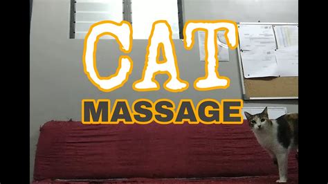 Cat Massage 2 Youtube
