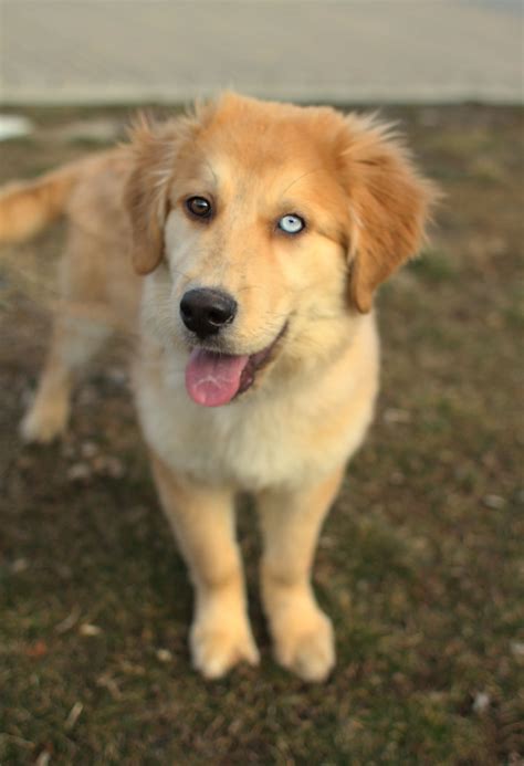 Golden Retriever Husky Mix Pup 2