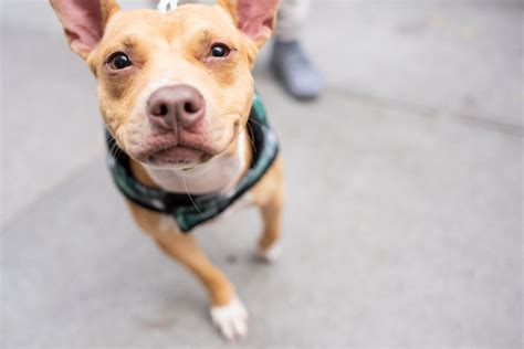 Pack Perks — Muddy Paws Rescue