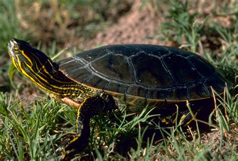 Painted Turtle Scutes Images