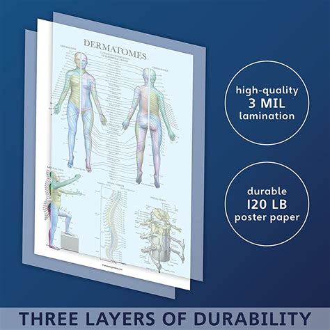 Buy Palace Learning 2 Pack Skeletal System Anatomical Poster