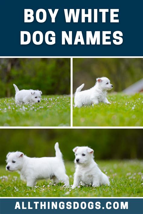 Boy White Dog Names Dog Names Cute White Dogs White Dogs