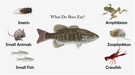 What Eats A Largemouth Bass Fishhuntgear