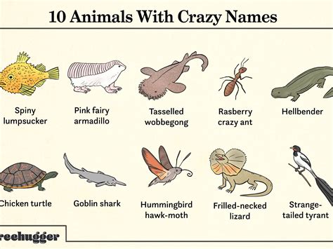 23 Weird Animal Species Names Png Temal