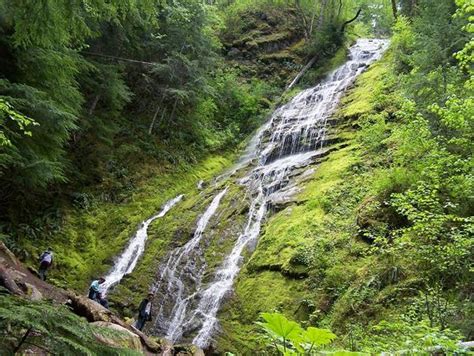 Cispus Braille Trail Covel Creek Falls — Washington Trails Association