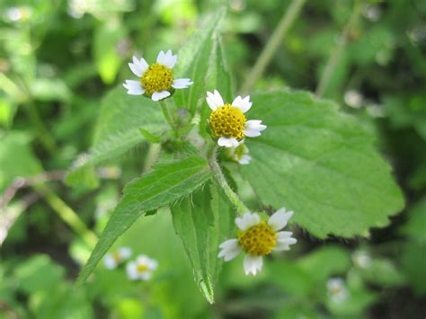 Unkraut im garten kann eine last sein: Unkraut