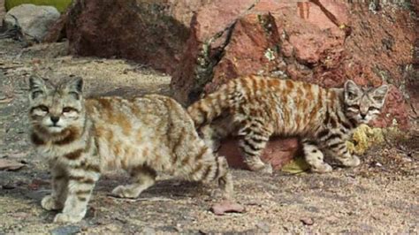 Fantastic Little Known Felines Andean Mountain Cat Facts Academy
