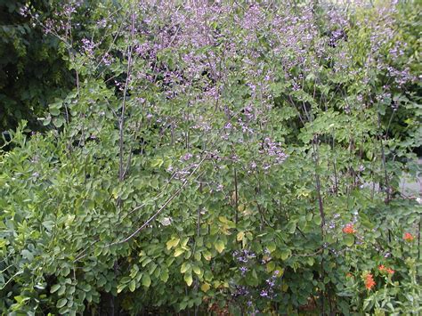 Thalictrum Rochebruneanum Lavender Mist Meadow Rue