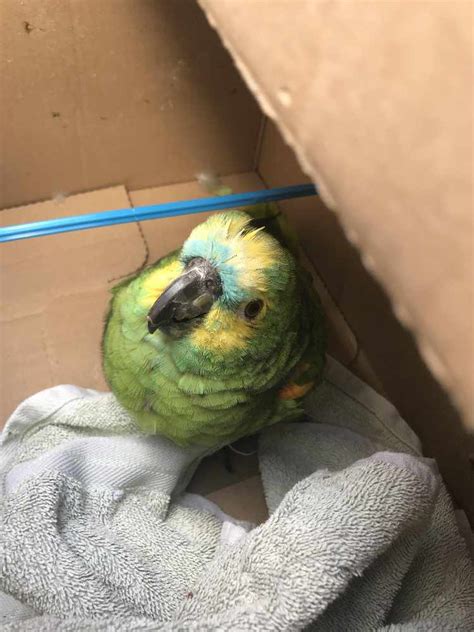 Parrot Found On Oldham High Rise Windowsill Is Rescued Quest Media Network Tameside Radio