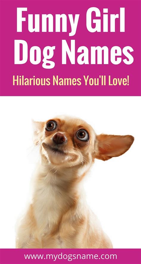 Names Girl Dog Names Funny Girl Dog Names Pet Names For Dogs