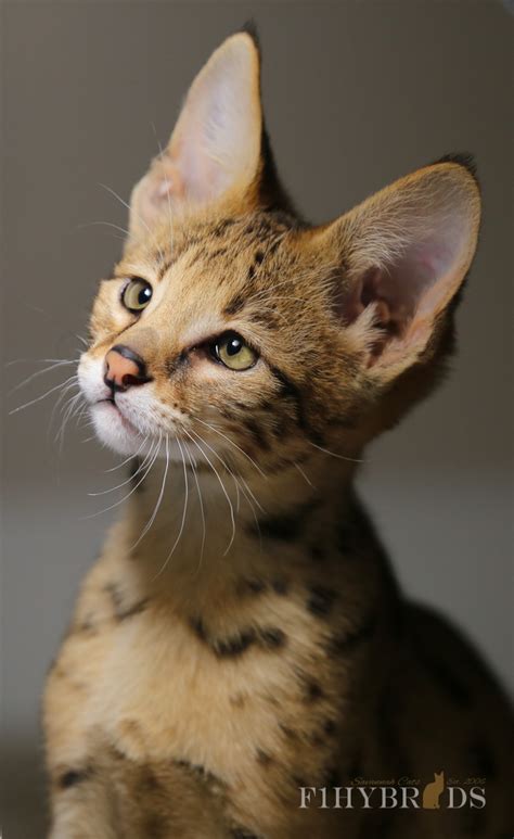A savannah is the beautiful blend of african serval and the domestic cat. Savannah Cats - Color, diet, temperament, price.