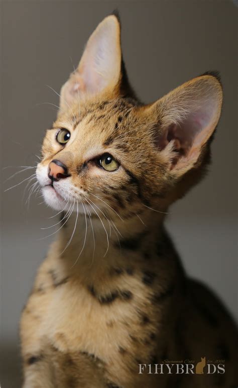 What is an f3 savannah cat's personality like? Savannah Cats - Color, diet, temperament, price.