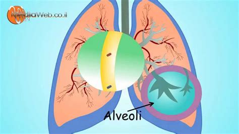 Respiratory System For Kids Breathing By Il Youtube