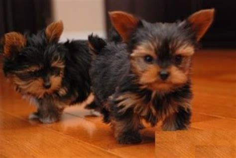 Thank you for visiting our website, it is a pleasure to have you and we look forward to assisting you. Teacup Yorkie puppies for sale - Dogs & Puppies - Louisiana - Free