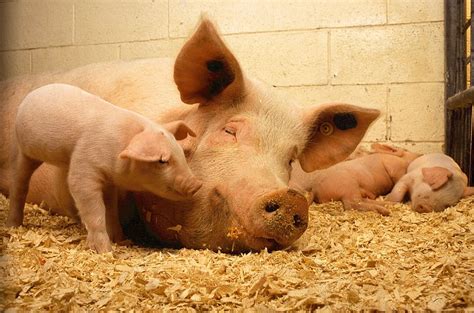 Pigs Sow Piglets Babies Pork Farm Agriculture Mammal Livestock